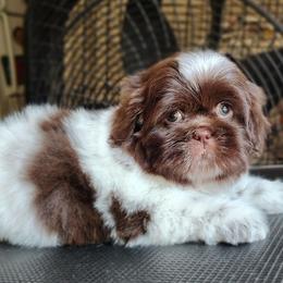 Mini Chaos - Liver and white female Shih Tzu puppy in Memphis, Tennessee from Thorntons Fur Crew