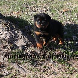 Rottweiler Puppies from Hurleyhaus Rottweilers