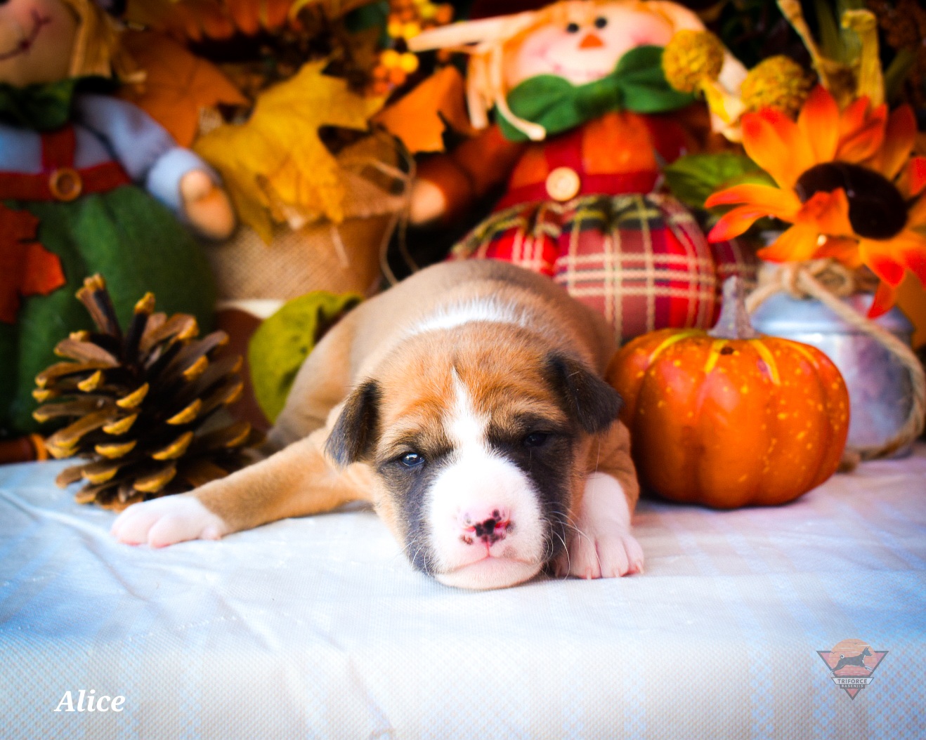 Alice - Red and white female Basenji puppy in San Diego, California from Triforce Basenjis