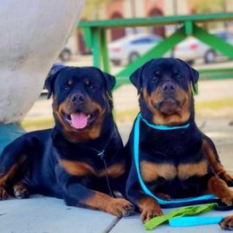 Rottweilers from Amina Rottweilers