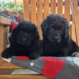 Newfoundland Puppies from Lucky Stone Farm Newfoundlands