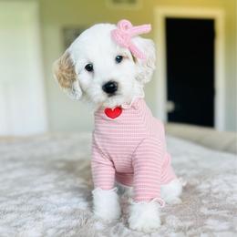 Snowy - Parti female Goldendoodle puppy in Sterling, Illinois from Charley's Goldendoodles