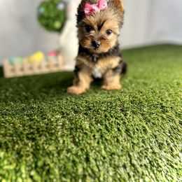 Girl 1 - Black and tan Yorkshire Terrier puppy in San Jose, California from Precious Yorkies