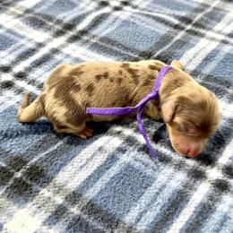 Duchess - Dapple female Dachshund puppy in Queen Creek, Arizona from Jolly Rogers Dachshunds
