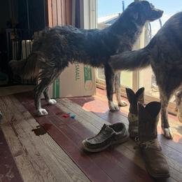 Megan - Brindle female Colorado Mountain Dog puppy in Colorado Springs, Colorado from Sharp Guardians and Goldens