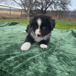 Uri - Black & white male Miniature Australian Shepherd puppy in Copperas Cove, Texas from Hidden Leaf Aussies