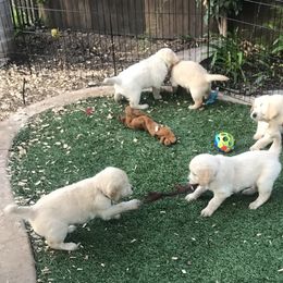 Golden Retriever Puppies from Bennett Goldens