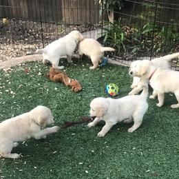 Golden Retriever Puppies from Bennett Goldens