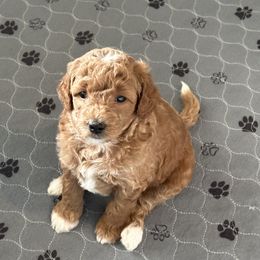 Goldendoodles from Divine Doodles