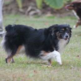 Mia - Miniature American Shepherd