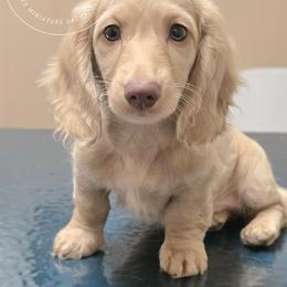 Dachshund Puppies from Doxi Delights AKC Miniature Dachshunds