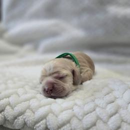 Milo - Buff male Cocker Spaniel puppy in Corcoran, California from Sweetheart Cockers