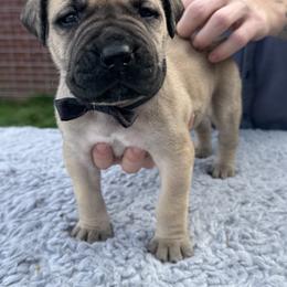 Black collar male - Fawn male Boerboel puppy in Bon Aqua, Tennessee from Erickson Ranch Boerboels