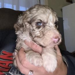 Annie - Red merle female Aussiedoodle puppy in Four Oaks, North Carolina from RoseWest Farms