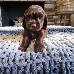 Orange collar female - Brown female Cocker Spaniel puppy in Howell, Michigan from Robbin's Treasures