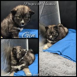 Gin - Agouti and white female Siberian Husky puppy in Bloomfield, Indiana from Paiges lil huskies