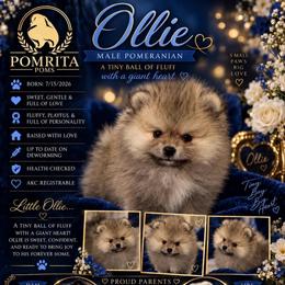 Ollie - Cream sable male Pomeranian puppy in North Port, Florida from POMRITA POM’S