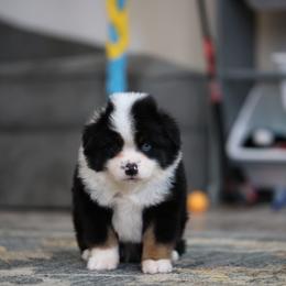 Bear - Black tri male Toy Australian Shepherd puppy in Georgetown, Texas from Minikin Manor