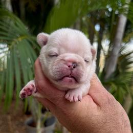Dreamer - Cream male French Bulldog puppy in Largo, Florida from Big Daddy Frenchies