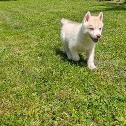 Ash - Red and white female Siberian Husky puppy in Wisconsin from Liberty Siberians