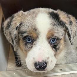 Rocket - Brindle merle and white male Cardigan Welsh Corgi puppy in Mishawaka, Indiana from Squires Corgi Cottage