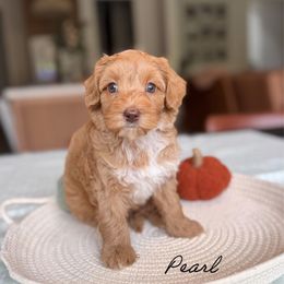 Pearl - Caramel female Australian Labradoodle puppy in Nashville, Tennessee from SF Australian Labradoodles
