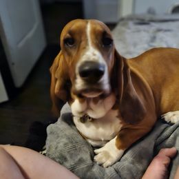 Miz Mam - Basset Hound