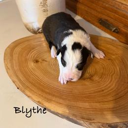 Blythe - Black and white female Border Collie puppy in Lakeview, Michigan from Haven Creek Farm