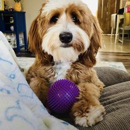 Goldendoodle and Poodle Puppies from Gorgeous Goldendoodles