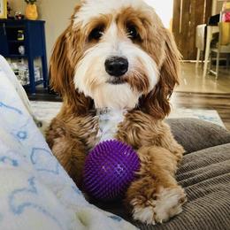 Goldendoodle and Poodle Puppies from Gorgeous Goldendoodles