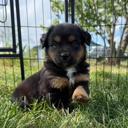 Chip - Black tri male Miniature Australian Shepherd puppy in Medical Lake, Washington from MAS Gone Rogue