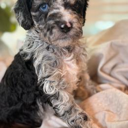 Tide - Merle male Cockapoo puppy in Saint Louis, Missouri from Jax Doodles