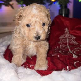 Gus - Cream male Maltipoo puppy in Lochbuie, Colorado from ABLE