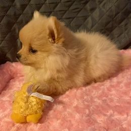 Pomeranian Puppies from DeMi Poms