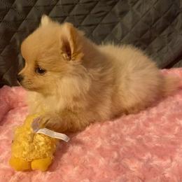 Pomeranian Puppies from DeMi Poms