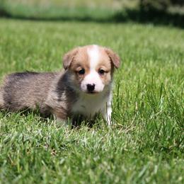 Rayna - Red female Pembroke Welsh Corgi puppy in Fort Madison, Iowa from Bellwether Acres