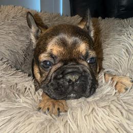 Boy 2 - Black and tan male French Bulldog puppy in Muncie, Indiana from Seven Blessings Frenchies