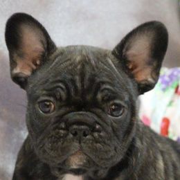 Central Asian Shepherd Dogs and French Bulldogs from Homant's Dogs