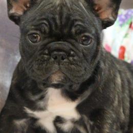 Central Asian Shepherd Dogs and French Bulldogs from Homant's Dogs