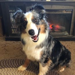 Lena - Australian Shepherd