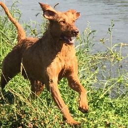 Wirehaired Vizslas from AcornnAcres Wirehaired Vizslas