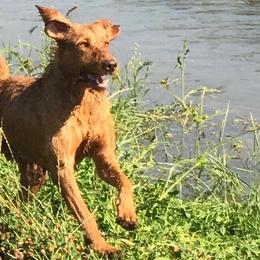 Wirehaired Vizslas from AcornnAcres Wirehaired Vizslas