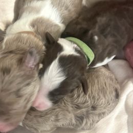 "Spike" (Green Collar) - Aussiedoodle puppy from Friendship Family Farm AussieDoodles