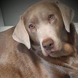 Ash - Labrador Retriever