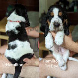 Hamilton - Basset Hound puppy from Foreman's Freckled Basset Hounds
