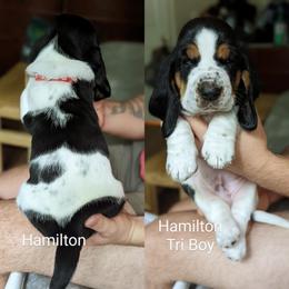 Hamilton - Basset Hound puppy from Foreman's Freckled Basset Hounds
