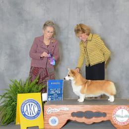 Pembroke Welsh Corgi Puppies from Cattal Corgis