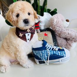 MONTY - Cream male Maltipoo puppy in Sugar Land, Texas from Celebrity Maltipoos