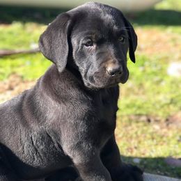 Labrador Retrievers from Hilltop-Retrievers