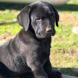Labrador Retrievers from Hilltop-Retrievers
